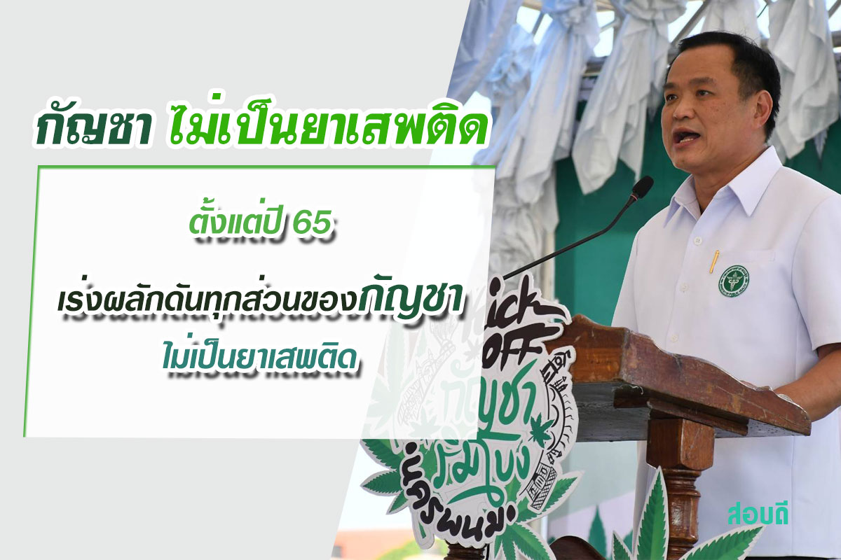 ตั้งแต่ปี 65 เร่งผลักดันทุกส่วนของพืชกัญชารวมถึงดอก ช่อดอก เมล็ด ไม่เป็นยาเสพติด