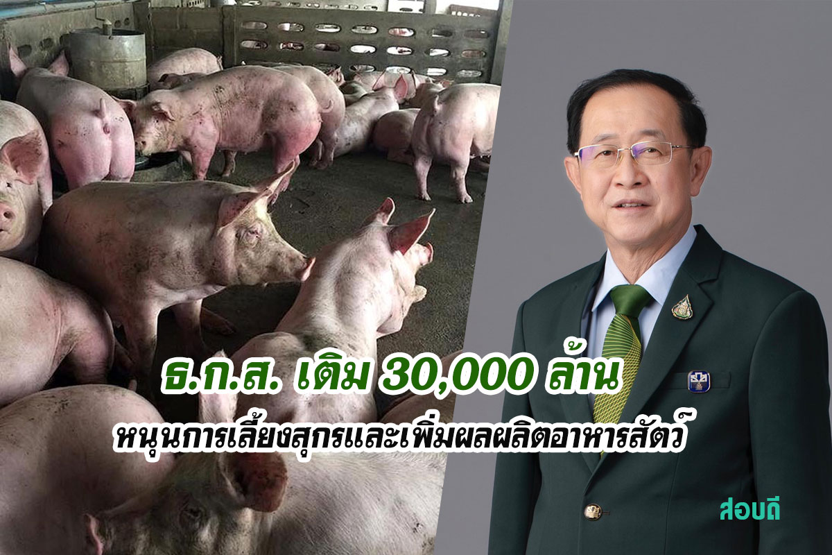 ธ.ก.ส. เติม 30,000 ล้าน หนุนการเลี้ยงสุกรและเพิ่มผลผลิตอาหารสัตว์