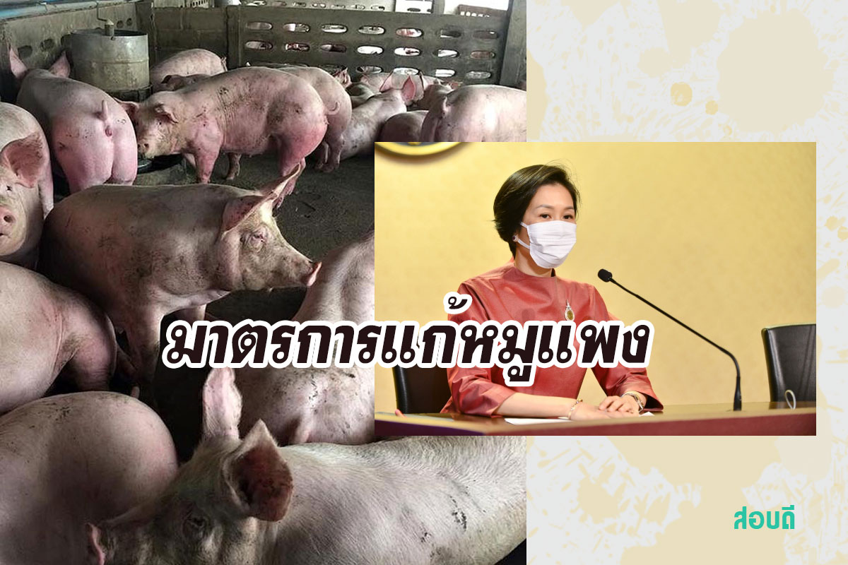 มาตรการแก้หมูแพง ห้ามส่งออกสามเดือน จัดมาตรการดูแลทั้งระบบ ลดต้นทุน-ส่งเสริมเลี้ยงหมูไม่ให้ขาดตลาด ทำฟาร์มมีระบบป้องกันโรค