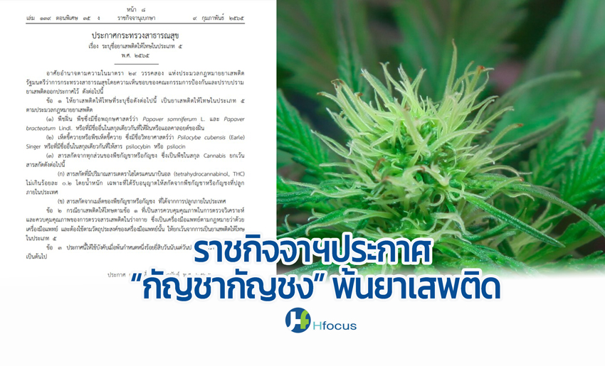 กัญชา-กัญชง พ้นยาเสพติด มีผลอีก 120 วัน ราชกิจจานุเบกษาประกาศแล้ว